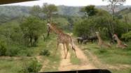 Description: phezulu-safari-park3.jpg